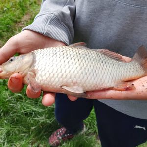покровський 