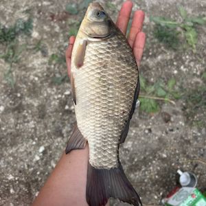 Bukhta Albinos