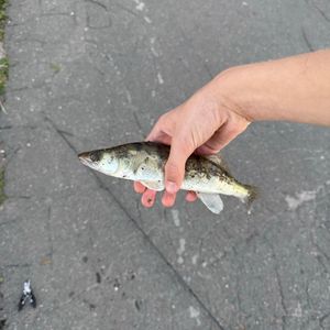 Святошинське озеро