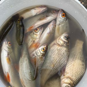 Чаруків