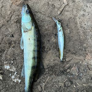 🎣