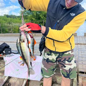 🎣