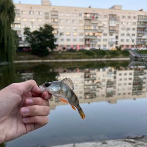 Кирило
