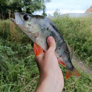 Вінницьке озеро 