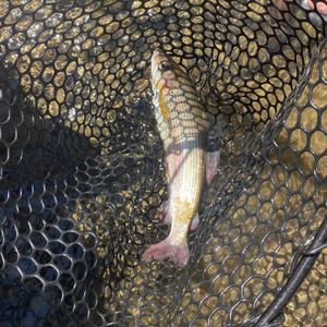 bogdan_fish🎣