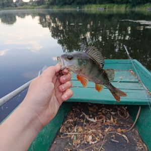 р Хомора