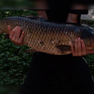 річка Гірський тікич