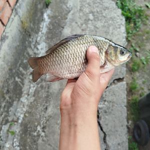 грабове
