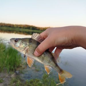 Весела