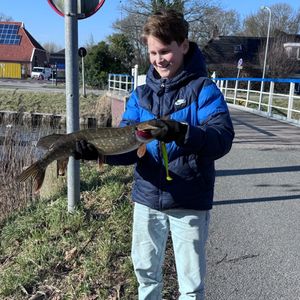 De roofvissen