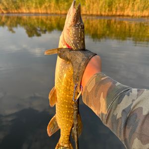 Рекультивація