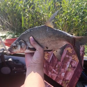 Кійловсьве водосховище
