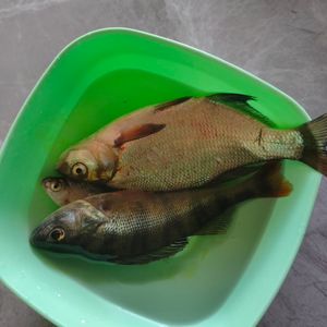 Небреж
