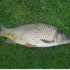 Yurii Kharechko