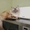 Kotenko Alexander