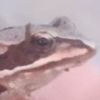igor