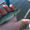 artur_fishing2012