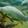 Carp fishing