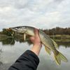 Олексій