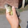 максим