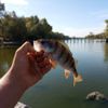 ribalka_sh