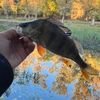 Dima