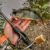 Fisher