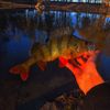 🎣Sports🇺🇦fishing🎣