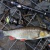 uzhcityangler