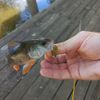 Mtfishing