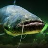 Mr. Catfish