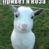 рибачок