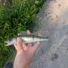 NX3_SHARK