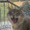 EvilFhisher