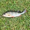 Street fishing