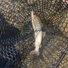 bogdan_fish🎣