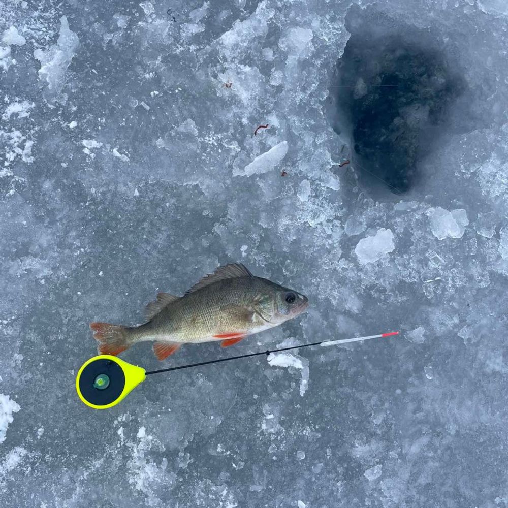 perch fishing 