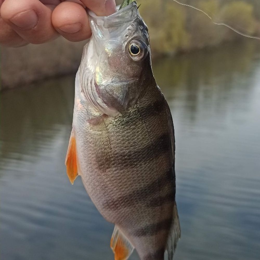 Журавлівське водосховище 