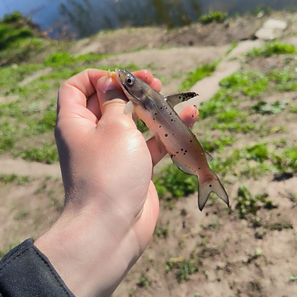 Бурштинське море