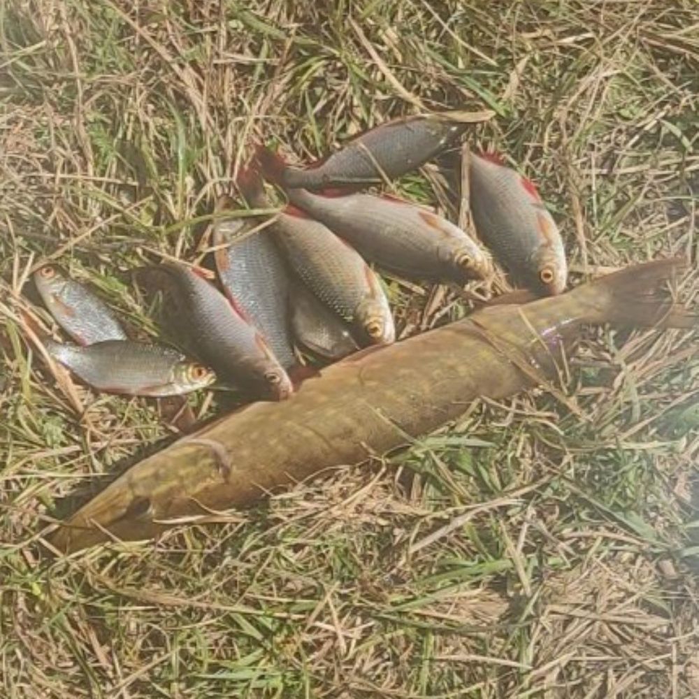 кругле