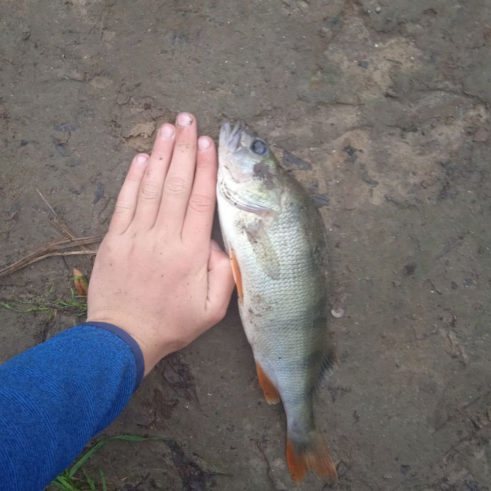 Вечірня рибалка на Окуня 🎣