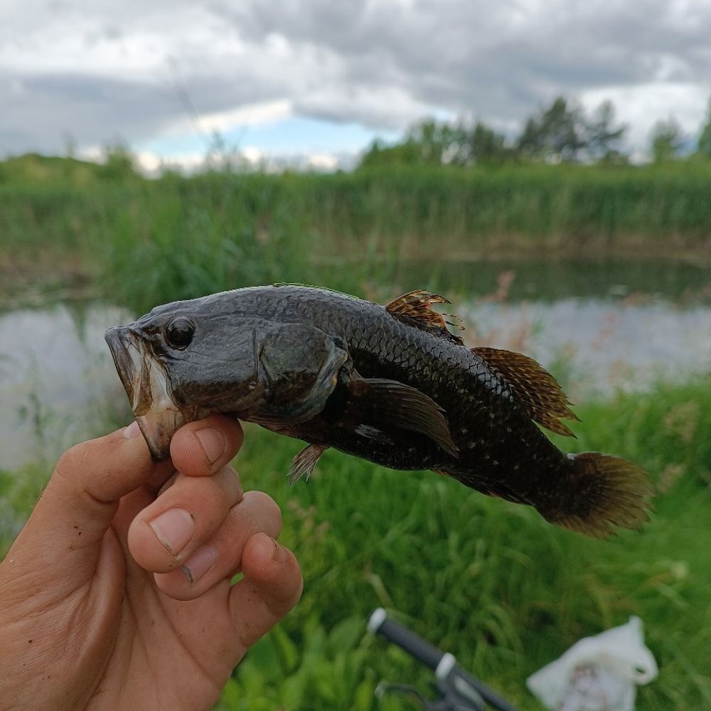 Болото