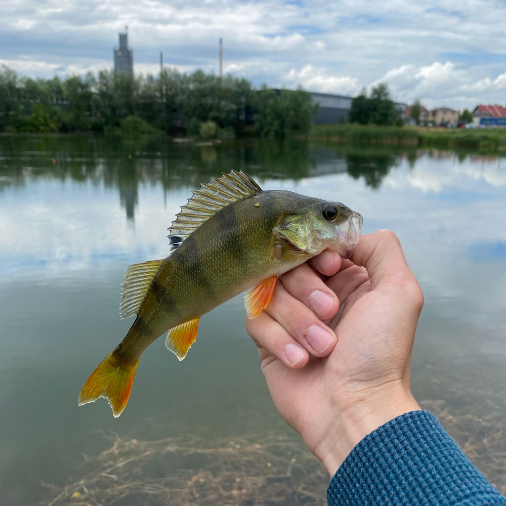 Миромарк