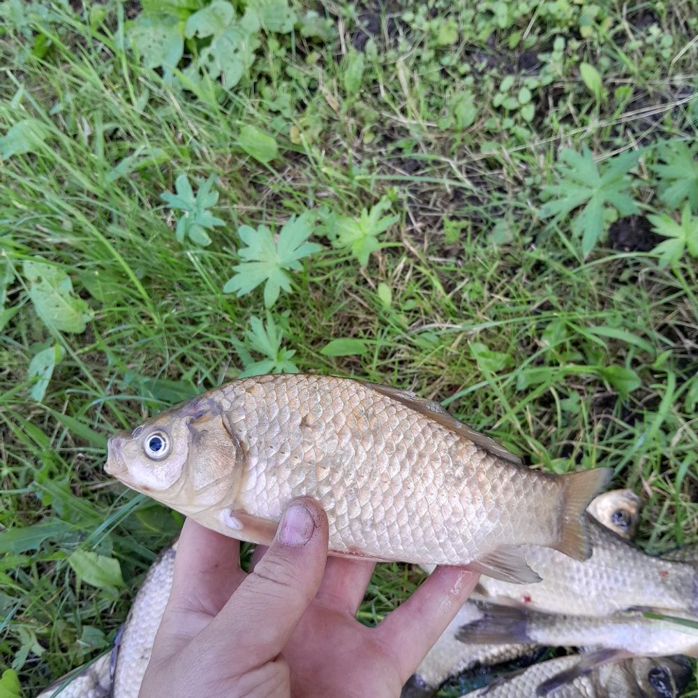 р.Білка