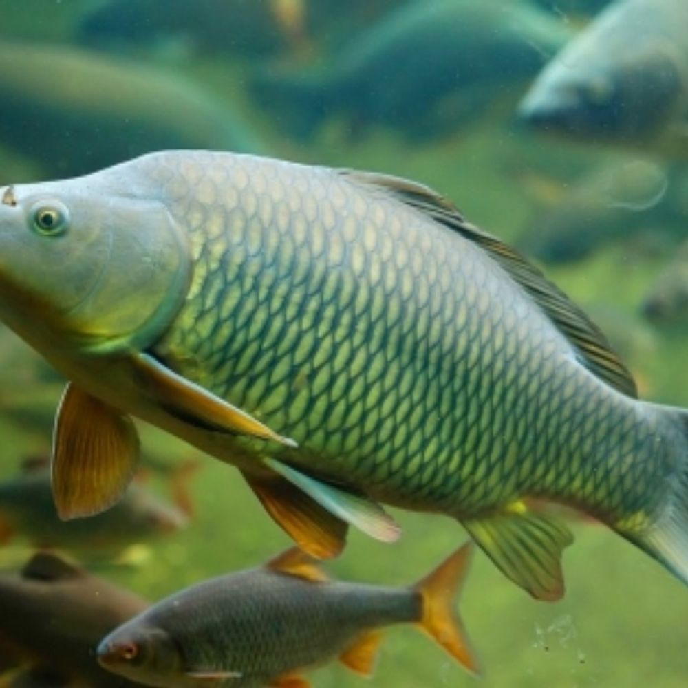 Carp fishing