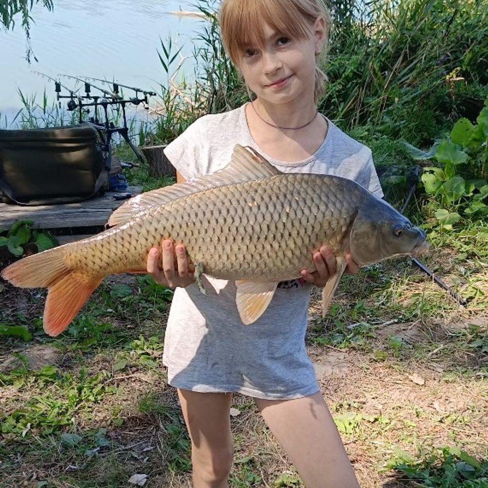 Гнило п'ять 