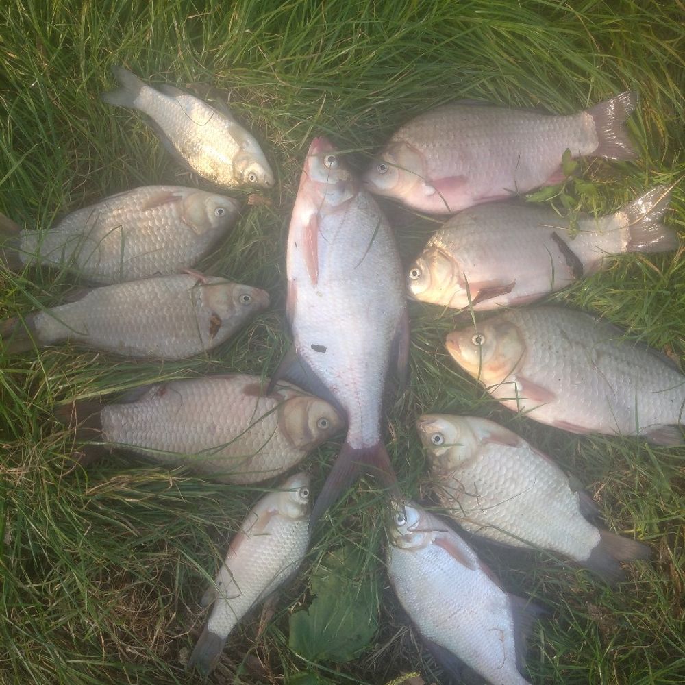 Басів Кут 