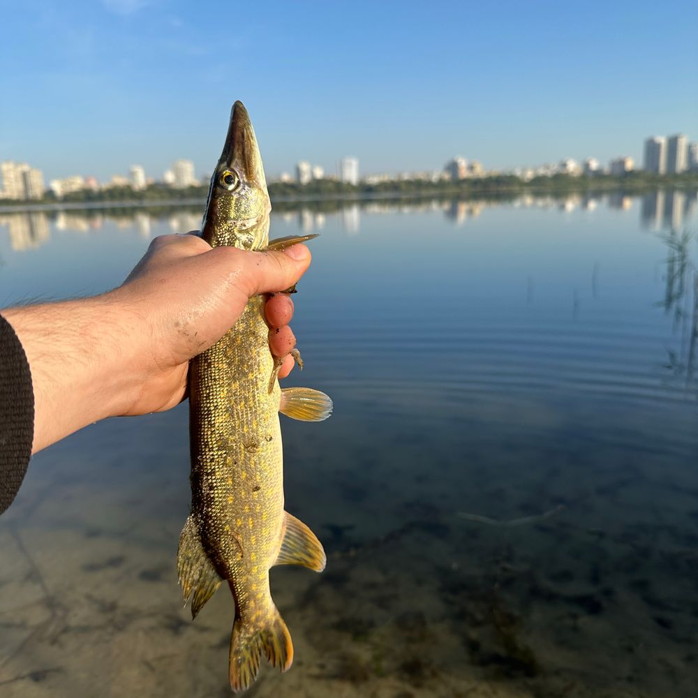Вирлиця