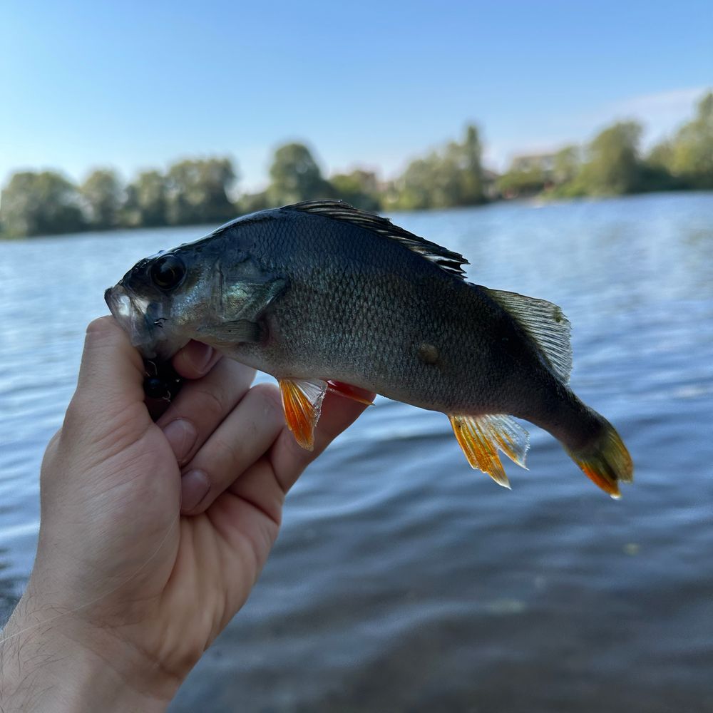 Мартишів