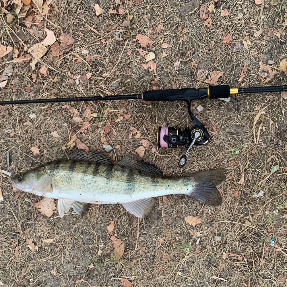 🎣